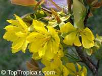 Hoa Mai Cambodge 01